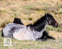 Brumbies2Nov23_0245