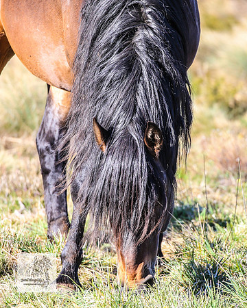 Brumbies2Nov23_0116