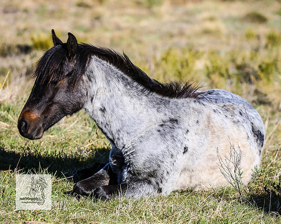 Brumbies2Nov23_0200