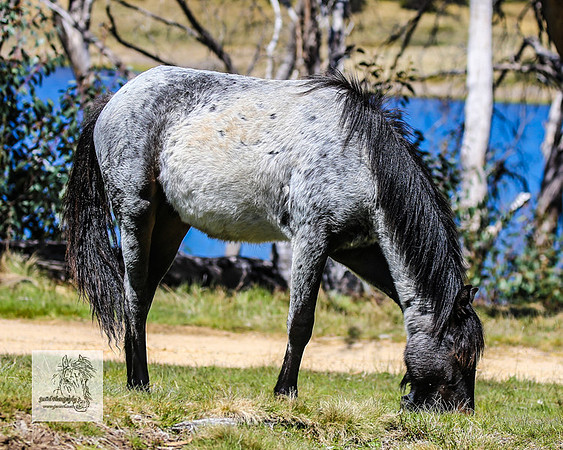 Brumbies2Nov23_0567