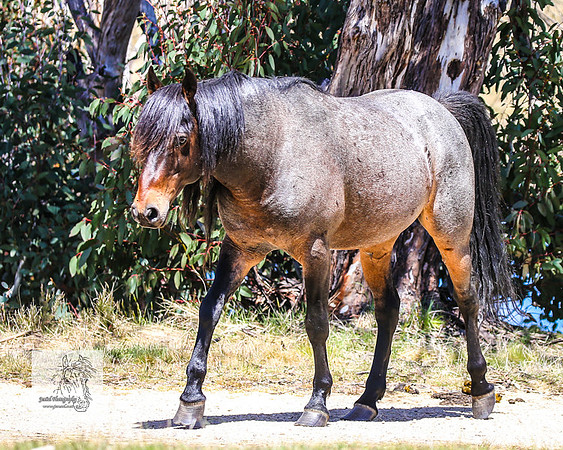 Brumbies2Nov23_0619