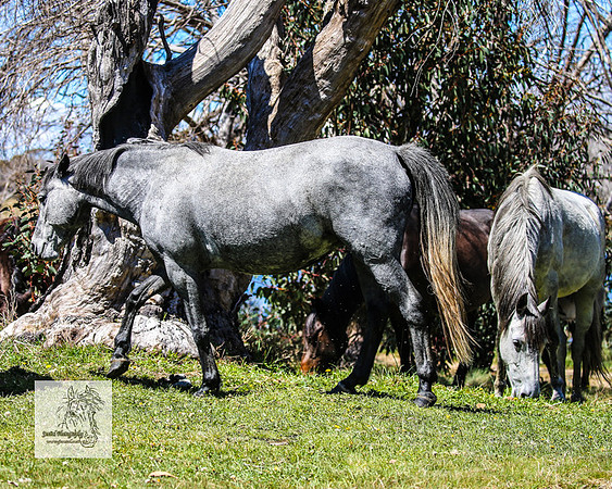 Brumbies2Nov23_0546