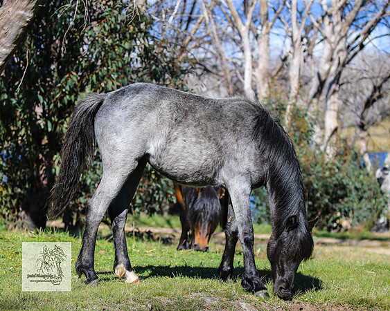 Brumbies2Nov23_1475