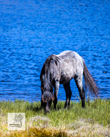 Brumbies2Nov23_0385