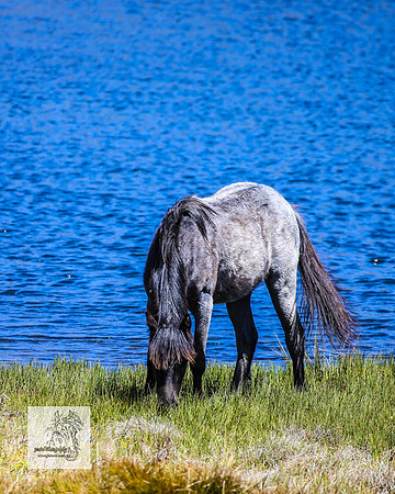 Brumbies2Nov23_0385