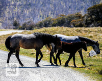 Brumbies2Nov23_0408