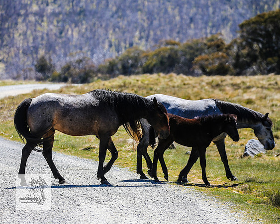 Brumbies2Nov23_0408