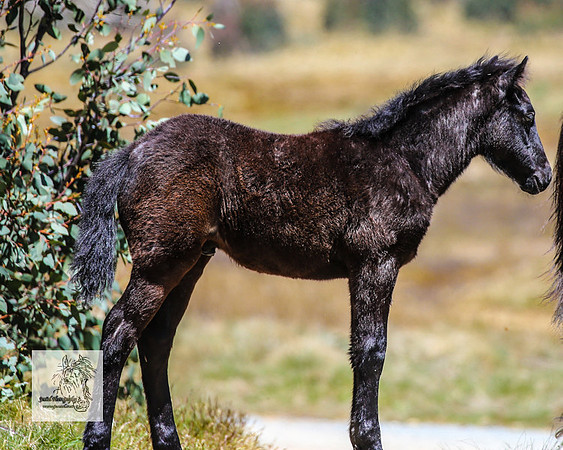 Brumbies2Nov23_0474