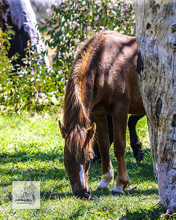 Brumbies2Nov23_0672