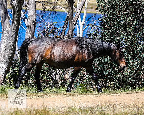 Brumbies2Nov23_0505