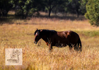 Brumbies15Mar23_0068