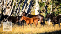 Brumbies15Mar23_0006