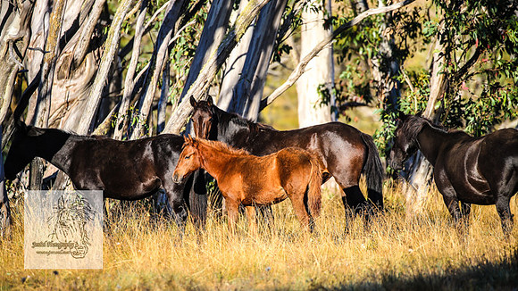 Brumbies15Mar23_0006