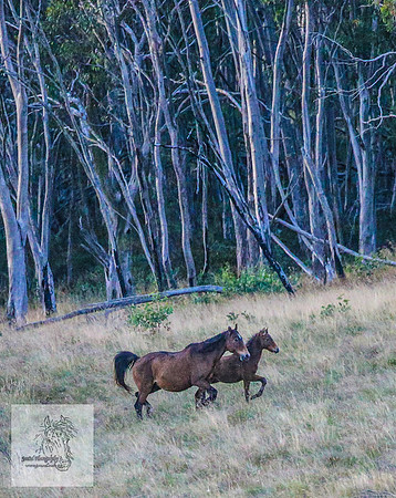 Brumbies16Mar23_0010
