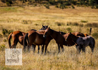 Brumbies15Mar23_0080