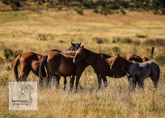 Brumbies15Mar23_0080