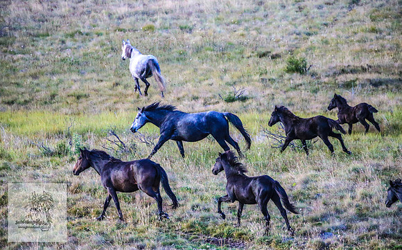 Brumbies16Mar23_0013