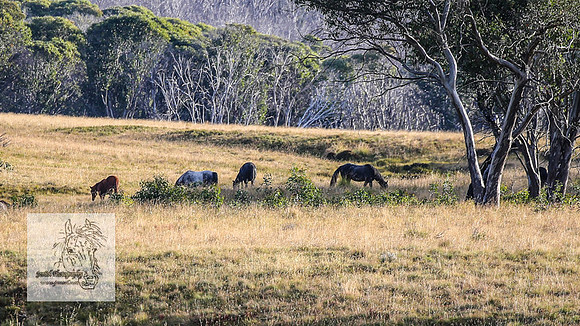 Brumbies13Mar23_0045