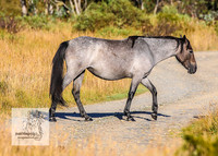 Brumbies15Mar23_0045