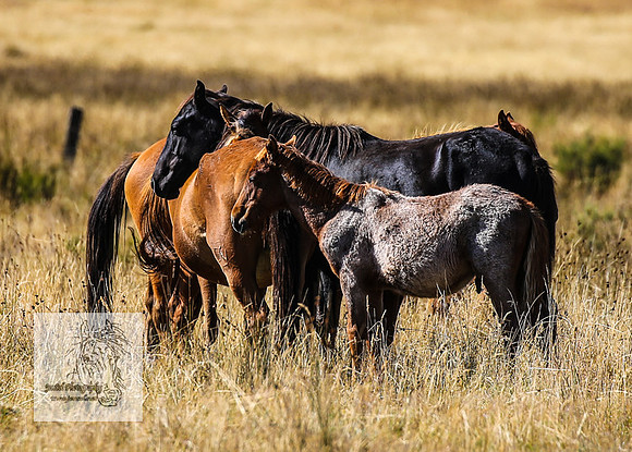 Brumbies15Mar23_0101