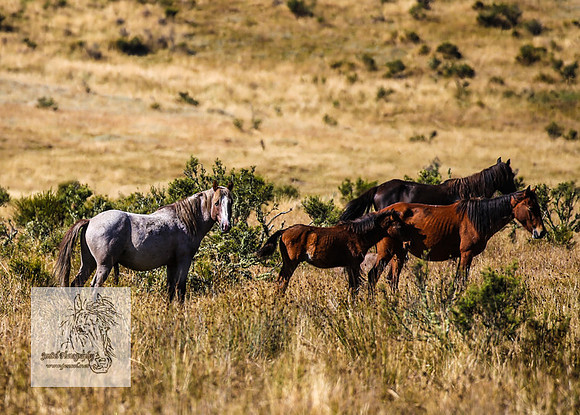 Brumbies15Mar23_0105