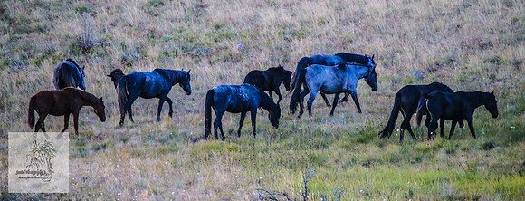 Brumbies16Mar23_0029
