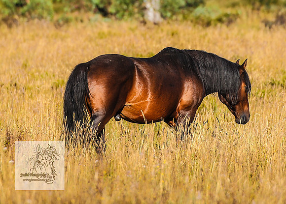 Brumbies15Mar23_0024