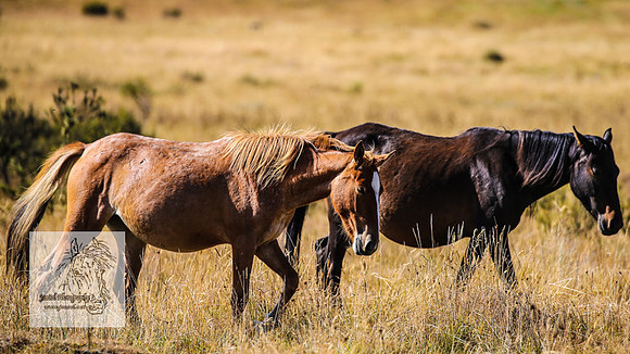 Brumbies15Mar23_0128
