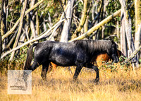 Brumbies15Mar23_0016