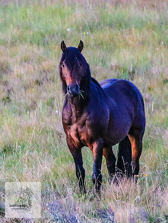 Brumbies16Mar23_0001
