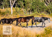 Brumbies15Mar23_0039