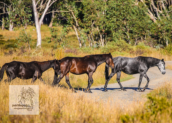 Brumbies15Mar23_0039
