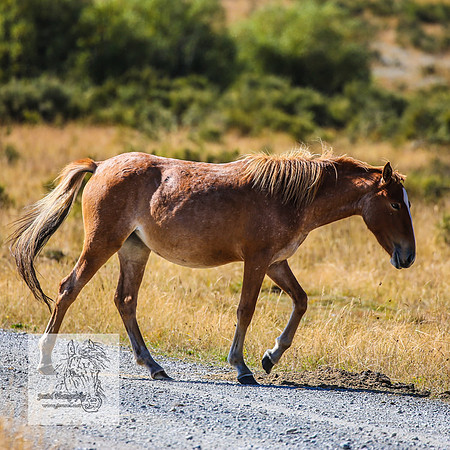 Brumbies15Mar23_0123