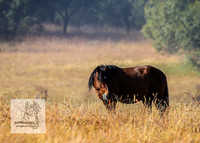 Brumbies15Mar23_0052