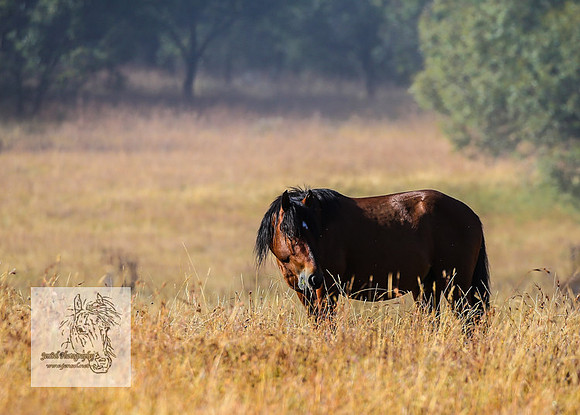 Brumbies15Mar23_0052
