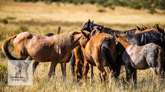 Brumbies15Mar23_0134