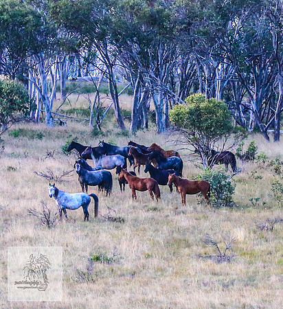 Brumbies16Mar23_0043