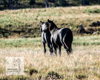 Brumbies13Mar23_0039