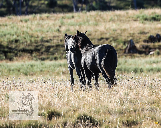 Brumbies13Mar23_0039