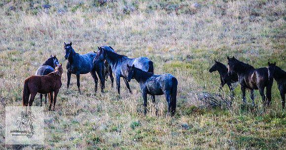 Brumbies16Mar23_0020