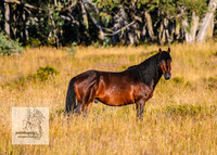 Brumbies15Mar23_0031