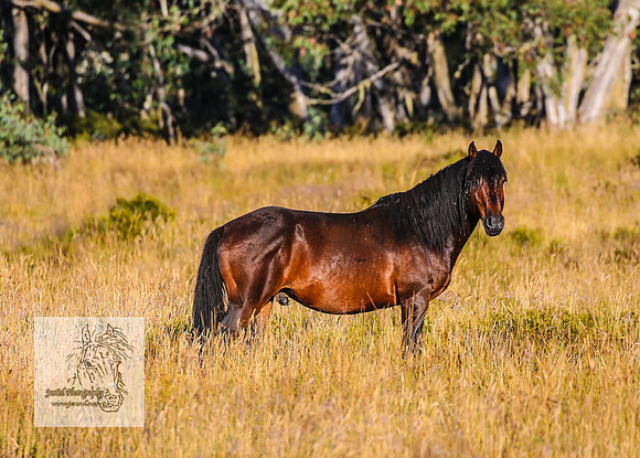 Brumbies15Mar23_0031