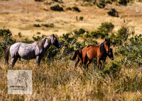 Brumbies15Mar23_0084