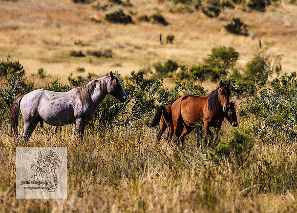 Brumbies15Mar23_0084