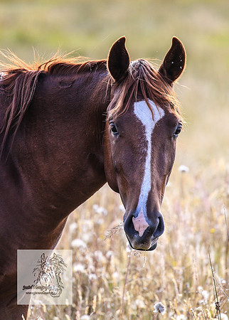 Brumbies13Mar23_0018