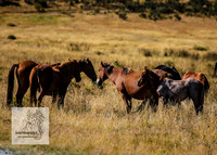 Brumbies15Mar23_0093
