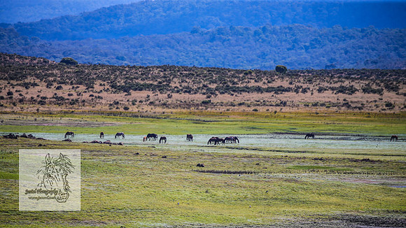 Brumbies15Mar23_0152