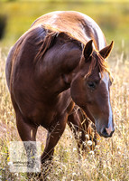 Brumbies13Mar23_0009