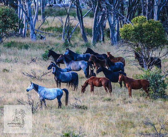 Brumbies16Mar23_0045