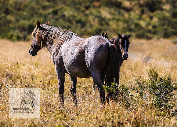 Brumbies15Mar23_0095